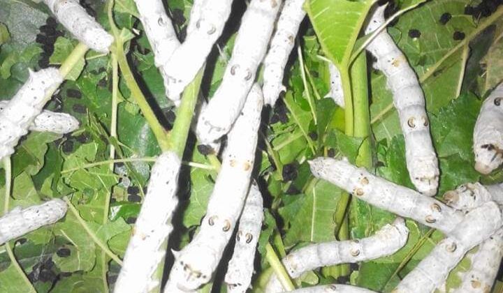 अल्मोड़ा-: रेशम उत्पादन बना किसानों की आजीविका का बेहतर जरिया, 138 नए किसानों के लिए किया जा रहा भवनों का निर्माण