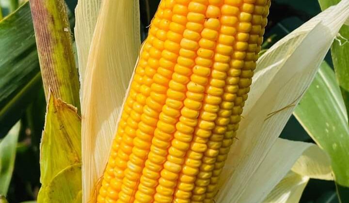 अल्मोड़ा -: वीपीकेएएस ने विकसित की मक्का की दो नई प्रजातियां, ये है खास….. पढ़ें पूरी खबर