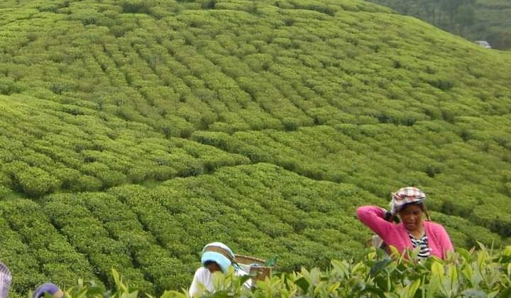 अल्मोड़ा की तीन हजार से अधिक महिलाओं को टी बोर्ड ने दिया रोजगार