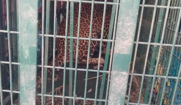 डीएनए रिपोर्ट पर तय होगा पिंजरे में कैद हुए गुलदार का भविष्य, निर्दोष साबित हुआ तो लौटेगा जंगल