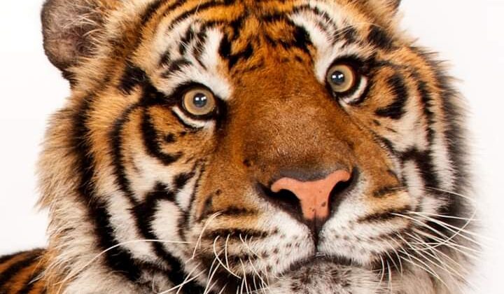 Uttarakhand -: 5 महीने में 13 बाघ-बाघिनों की मौत पर बोले मुख्यमंत्री धामी………