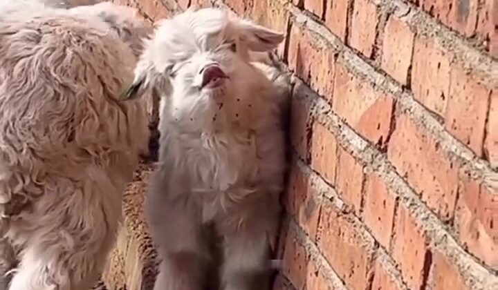 Uttarakhand- दिनदहाड़े चुराई गई बकरियां……. लोगों में आक्रोश