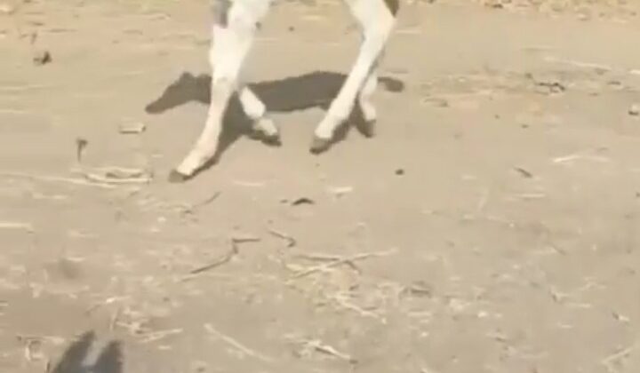 Uttarakhand- 18 दिनों में 15 घोड़े- खच्चरों की मौत…… यात्री सावधानी से कराएं बुकिंग