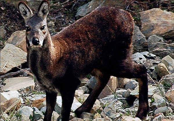 Almora -: उत्तराखंड के राज्य पशु कस्तूरा मृग के अस्तित्व को बचाने की पहल, अब बिना मौत के भी मिलेगी बहुमूल्य कस्तूरी