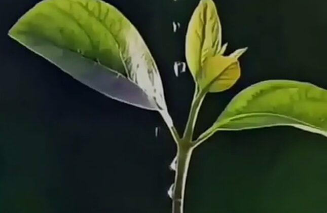 विश्व पर्यावरण दिवस विशेष -: जानिए क्यों, कैसे और कब हुई पर्यावरण दिवस मनाने की शुरुआत