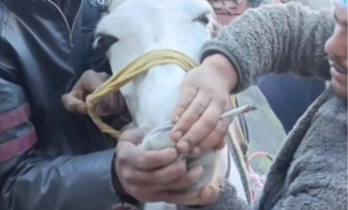 Uttarakhand -: घोड़े-खच्चर को सिगरेट पिलाने के मामले में 2 पशु संचालकों के खिलाफ मुकदमा दर्ज