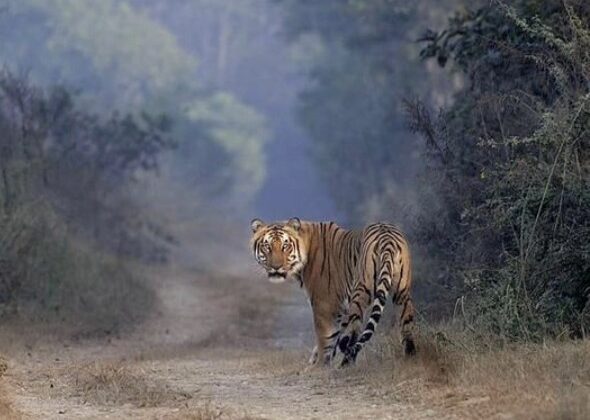 Uttarakhand- जिम कार्बेट नेशनल पार्क में सफारी के दौरान भारी पड़ेगा इन नियमों का उल्लंघन…… पढ़े पूरी खबर