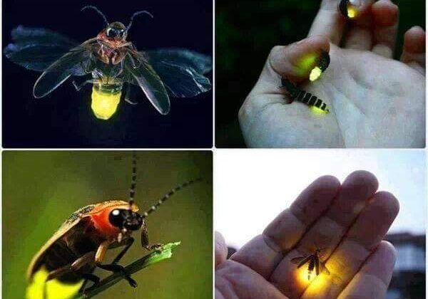 चिंताजनक -: तेजी से निर्माण कार्यों के चलते खत्म हो रहे जुगनू, देशभर में संख्या का पता लगाने के लिए हो रहा सर्वेक्षण