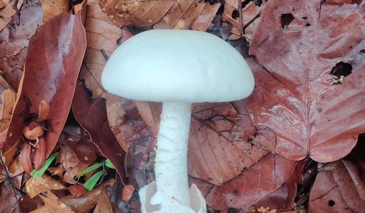 उत्तराखंड में यहां जंगली मशरूम की सब्जी खाने से पति-पत्नी की मौत, मां अस्पताल में भर्ती