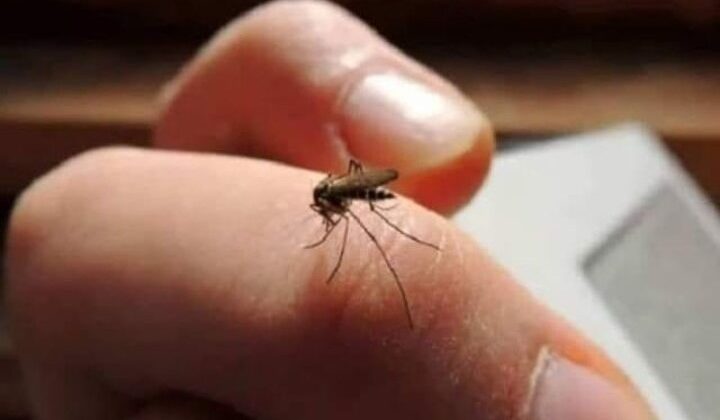 मानसून आते ही बढ़ने लगा डेंगू का प्रकोप, प्रशासन अलर्ट