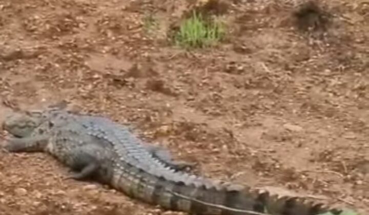 हरिद्वार:- वर्षा काल में शहर के अंदर घुस रहे हैं मगरमच्छ….. 15 दिनों के अंदर 12 मगरमच्छों को किया रेस्क्यू