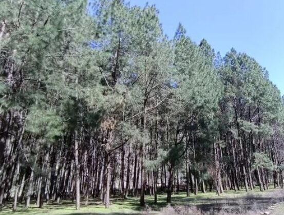 Almora- ब्लैक लिस्टेड होंगे अवैध दोहन करने वाले लीसा छेवक