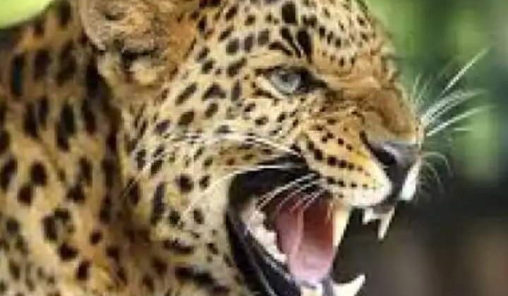 बड़ी खबर -: बढ़ता जा रहा गुलदार का आतंक, स्कूल जा रहे बच्चों की टोली पर किया हमला, दो छात्राएं घायल