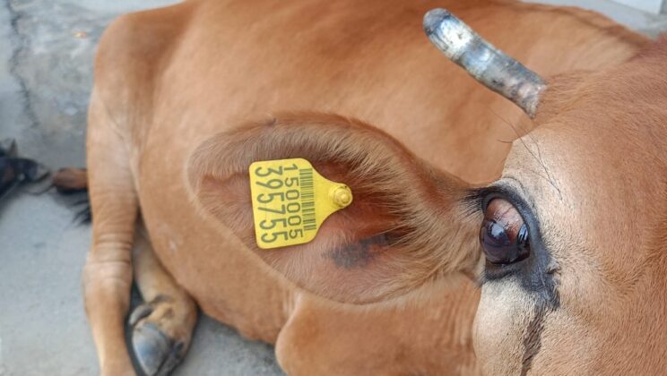 अल्मोड़ा:- बाजार में घूम रही टैग लगी गायों को लेकर सामाजिक कार्यकर्ता संजय पांडे ने उठाए सवाल…… कही यह बातें