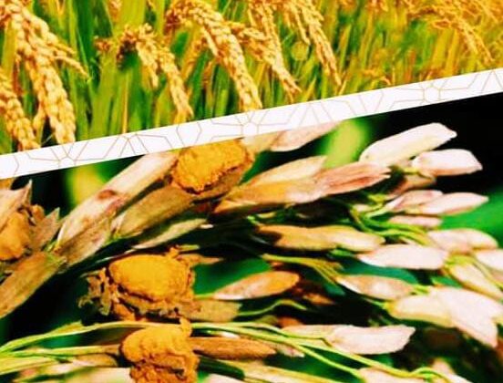 Uttarakhand -: एक से शुरू होगी धान की खरीद, पहली बार पर्वतीय क्षेत्र में स्थापित होंगे क्रय केंद्र