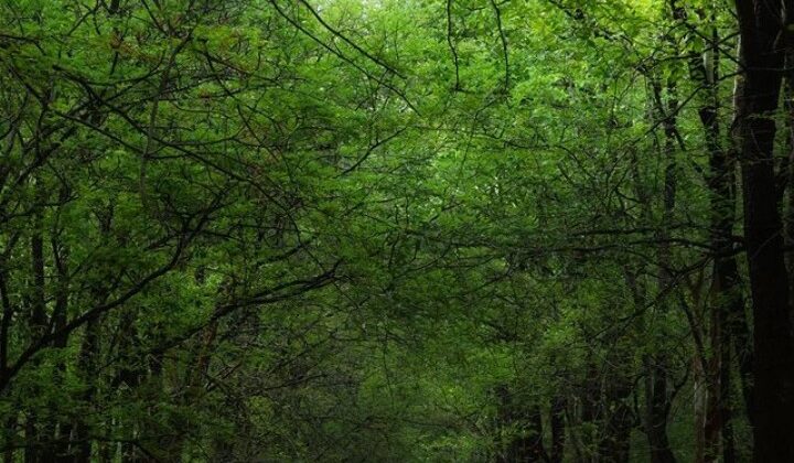 Uttarakhand- कार्बेट टाइगर रिजर्व आने वाले पर्यटकों को अब बाघ के अलावा देखेंगी तितलियो की अलग-अलग प्रजातियां….. जानिए कैसे