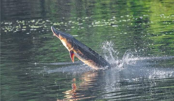 उत्तराखंड -: राज्य में मछली पालन को बढ़ावा देने के लिए शुरू होगी मुख्यमंत्री मत्स्य संपदा योजना, 50% सब्सिडी