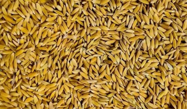 Uttarakhand- राज्य में जारी हुई धान की खरीद नीति…… जानिए कितना रखा गया लक्ष्य