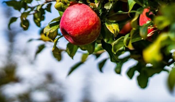 Almora- जिले में बढ़ेगा फलों का उत्पादन……. इतने हेक्टेयर क्षेत्र में रोपे जाएंगे पौधे