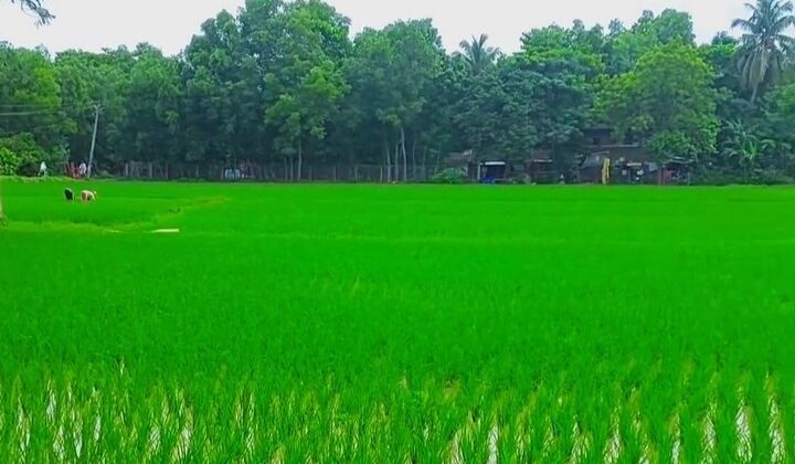 पिथौरागढ़:- अतिवृष्टि और ओलावृष्टि के चलते क्षतिग्रस्त हुई फसले….. काश्तकारों ने की मुआवजे की मांग