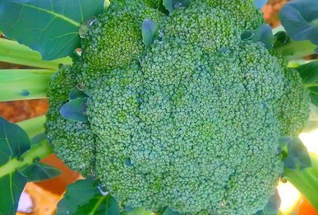 Uttarakhand- ब्रोकली से इस जिले के लोगों को मिलेगी आजीविका…. पढ़ें पूरी खबर