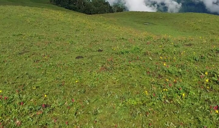 बागेश्वर:- मौसम ने अचानक बदली करवट….. भेड़- बकरी लेकर नीचे की तरफ उतरने लगे अनवाल