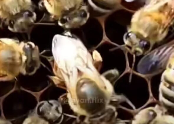 पिथौरागढ़:- अब यह कंपनी करेगी जिले में उत्पादित होने वाले शहद की ब्रांडिंग….. पढ़ें पूरी खबर