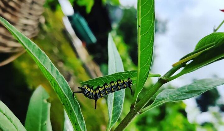 बागेश्वर:- कैटरपिलर का शिकार बन रही है हरी सब्जियां…. किसानों को सरकारी मदद का इंतजार
