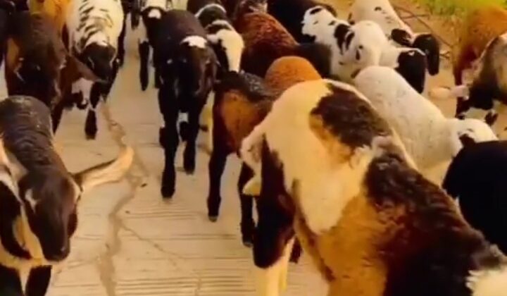 पिथौरागढ़:- भेड़ पालकों को उपलब्ध कराई जाएगी ऑस्ट्रेलिया से मंगाई गई मैरीनो भेड़ों से बनी मेढ़े….. मिलेगा यह लाभ