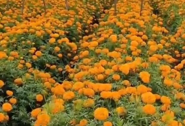 बागेश्वर:- दीपावली के पर्व पर फूल बेचने वाले किसानों के लिए हुई खूब धन वर्षा……. इतने लाख रुपए की हुई आमदनी