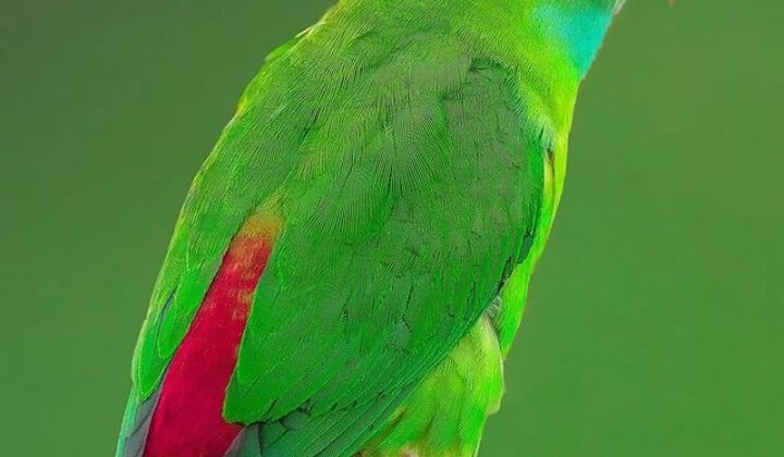 Uttarakhand- अजब- गजब मामला….. तोते के चक्कर में कोतवाली पहुंची युवतियां….. पुलिस ने किया यह काम