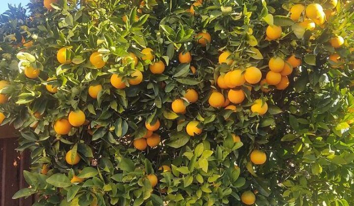 बागेश्वर:- माल्टा और संतरो की अच्छी पैदावार के बावजूद मायूस है किसान….. सरकार से की जा रही है यह मांग