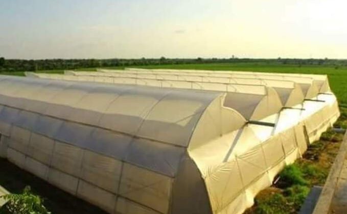 Almora -: किसानों की आर्थिकी मजबूत कर रहे पॉलीहाउस, विभाग ने हासिल किया शत प्रतिशत लक्ष्य