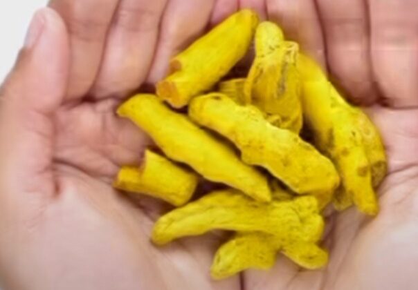 स्वास्थ्य संबंधी खबर:- शरीर को फायदा पहुंचाने वाली हल्दी कर सकती है नुकसान…… जानिए कैसे