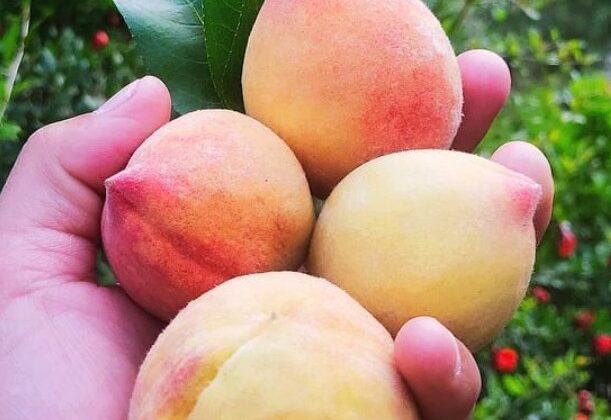 Uttarakhand- रामगढ़ के आढू को भी मिलेगी वैश्विक पहचान…… जीआई टैग से हुआ यह कमाल