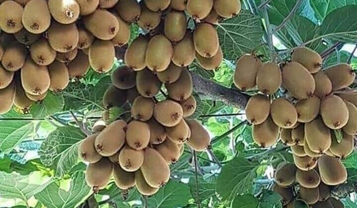 बागेश्वर:- किवी उत्पादन के लिए किवी मैन को मिला डिस्ट्रिक मिलियनेयर फार्मर अवार्ड