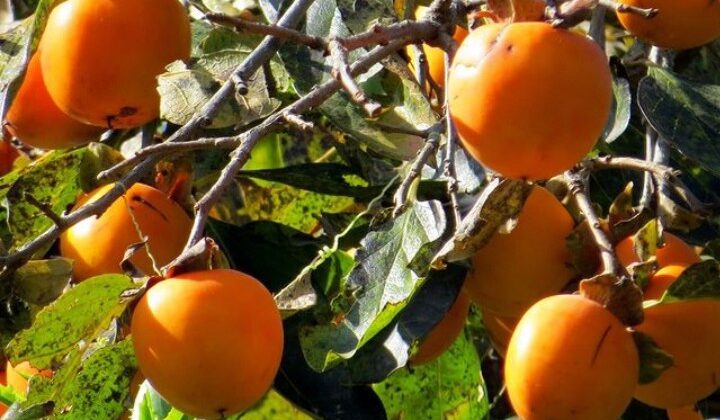 पिथौरागढ़:- काकू के उत्पादन के लिए बाजार का अभाव…… काश्तकारों को नहीं मिल पा रहा है मेहनत का उचित सम्मान