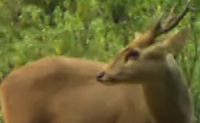 उत्तराखंड -: पहली बार राजाजी रिजर्व में दिखा विलुप्त प्रजाति का हॉग डियर