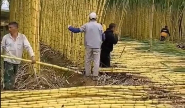 Uttarakhand – धामी सरकार के गन्ने के मूल्य जारी न करने पर परेशान है किसान…… दी यह चेतावनी