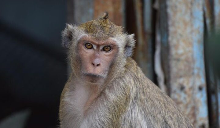 बंदरों के आतंक पर प्रशासन को सख्त निर्देश, अब रानीखेत रेंज के अधिकारियों को भी जारी हुए आदेश