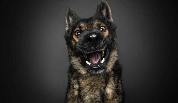 पिथौरागढ़:- जिले में लावारिस कुत्तों ने मचाई दहशत….. स्कूली छात्रा को किया गंभीर रूप से जख्मी