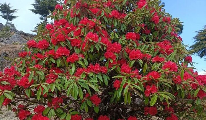 Uttarakhand – हैरान हुए वैज्ञानिक….. समय से पहले खिला बुरांश का फूल….. औषधीय गुणों पर पड़ेगा यह असर