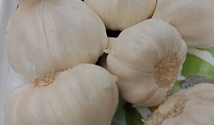 अल्मोड़ा:- महज 7 दिन में 400 के पार पहुंचे लहसुन के दाम…… पढ़े पूरी खबर