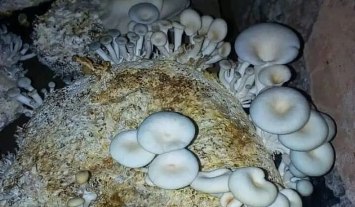 Uttarakhand:- राज्य में जंगली मशरूम की पांच प्रजातियों की हुई खोज…… पढ़ें पूरी खबर