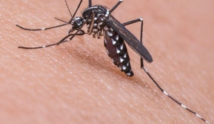 Uttarakhand:- राज्य में डेंगू ने मचाई दहशत…..इन दो शहरों से सामने आए डेंगू के मरीज