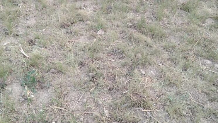 प्रकृति से अत्यधिक छेड़छाड़ और जंगलों के दोहन पर बागेश्वर से रमेश चंद्र पांडे ने लिखा लेख…. जानिए उनके विचार