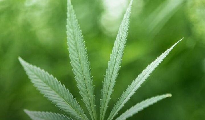 Uttarakhand:- औद्योगिक इस्तेमाल के लिए प्रदेश में तैयार होगी भांग की नई किस्म…….. पढ़े पूरी खबर