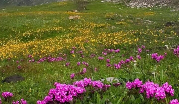 Uttarakhand:- शीतकाल के लिए बंद हुई फूलों की घाटी….. अभी तक पहुंचे इतने पर्यटक