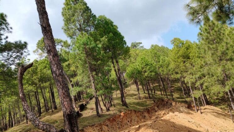 अल्मोड़ा:- दिवाली की रात को मौके का फायदा उठाकर जिले के इस क्षेत्र में किया गया अवैध कटान……पढ़ें पूरी खबर