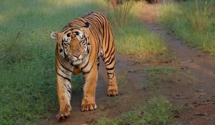 Uttarakhand:- स्वीकृत हुआ बजट…. बागेश्वर वन प्रभाग में हिम तेंदुओं की दुनिया का खुलेगा रहस्य